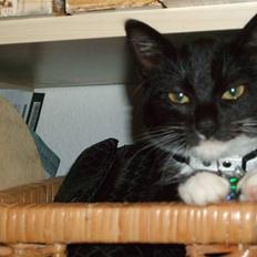 Huskat Mille - lille my