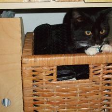 Huskat Mille - lille my