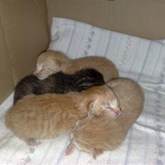 Huskat pernille<3 DØD!med gred