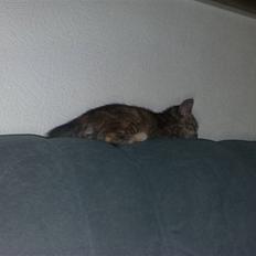 Huskat pernille<3 DØD!med gred