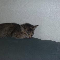 Huskat pernille<3 DØD!med gred