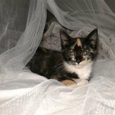 Blanding af racer Fifi ##SOLGT##