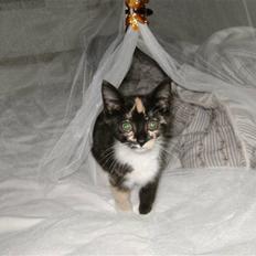 Blanding af racer Fifi ##SOLGT##