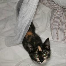 Blanding af racer Fifi ##SOLGT##