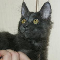Maine Coon Tomahawk´s bull goes hunt