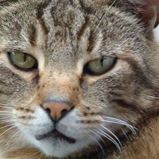 Blanding af racer Pelle