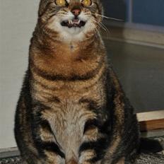 Blanding af racer Pelle