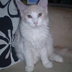 Maine Coon Lykkekatte Jersey