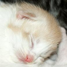 Maine Coon Lykkekatte Jersey