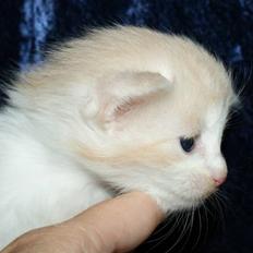 Maine Coon Lykkekatte Jersey