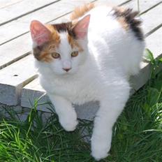 Maine Coon Vingsted Dream Girl :)