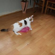 Maine Coon Vingsted Dream Girl :)