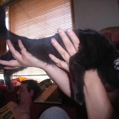 Blanding af racer bella  mus