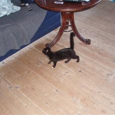 Blanding af racer Coco Chanel