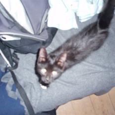 Blanding af racer Coco Chanel