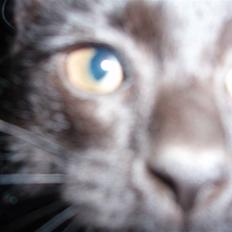 Blanding af racer Coco Chanel