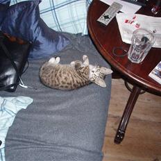 Blanding af racer Emilienne