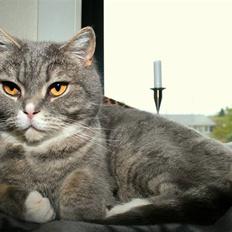 British Shorthair Freya