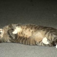 British Shorthair Freya