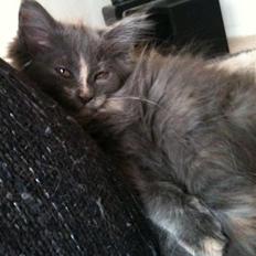 Maine Coon Luna