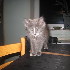 Maine Coon Luna