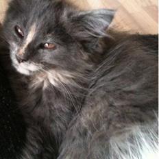 Maine Coon Luna
