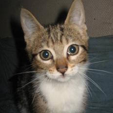 Blanding af racer Onyx