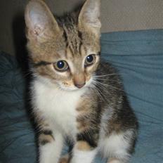 Blanding af racer Onyx