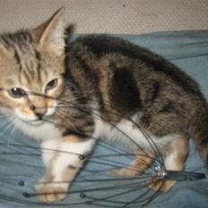 Blanding af racer Onyx