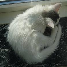 Norsk Skovkat Nelli Snowflake