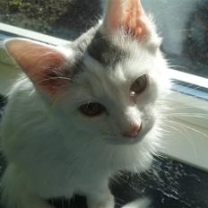 Norsk Skovkat Nelli Snowflake