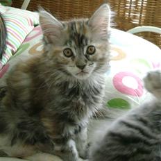 Maine Coon Lille silje  ledig