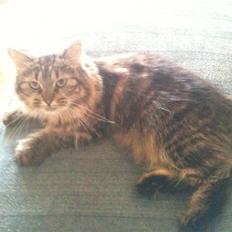 Maine Coon Amanda   -   SOLGT