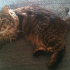 Maine Coon Amanda   -   SOLGT