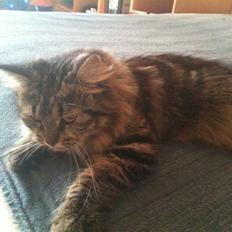 Maine Coon Amanda   -   SOLGT