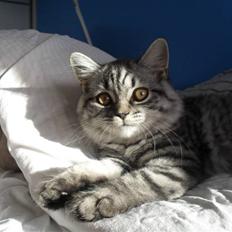 British Shorthair Bamse