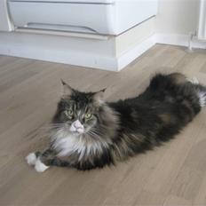 Maine Coon Cute Coon´s Nala