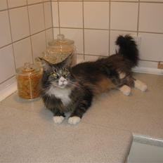 Maine Coon Cute Coon´s Nala