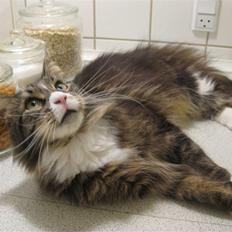 Maine Coon Cute Coon´s Nala