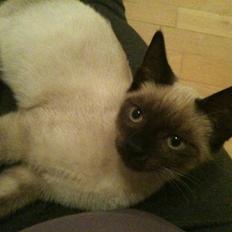 Blanding af racer Lille Mis