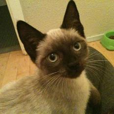 Blanding af racer Lille Mis