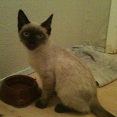 Blanding af racer Lille Mis