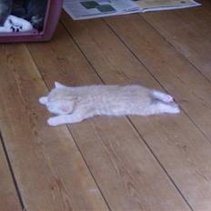 British Shorthair DK Kjattas Gillianos