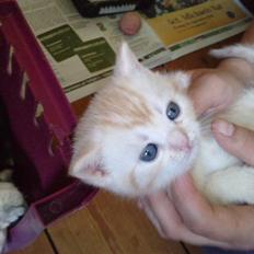 British Shorthair DK Kjattas Gillianos