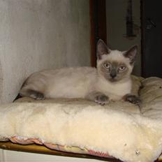 Blanding af racer Cocio