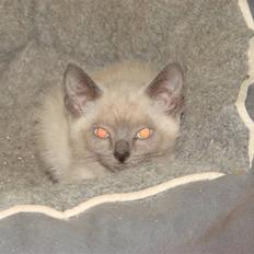 Blanding af racer Cocio