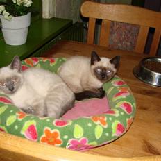 Blanding af racer Cocio