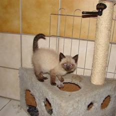 Blanding af racer Nutella