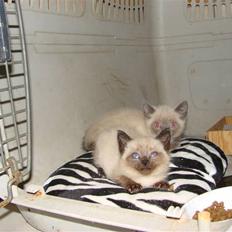 Blanding af racer Nutella