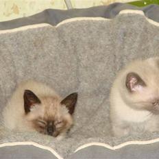 Blanding af racer Nutella